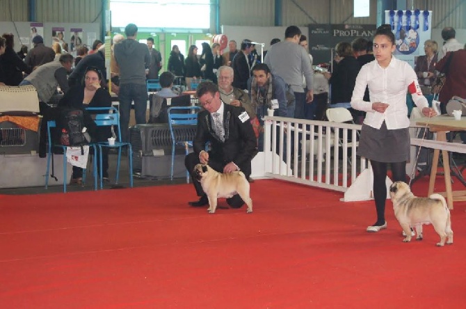 Pitch Black Face Pugs - CH. / JCH. / Win.Fr.Ch. 2013 / Qualif. CRUFTS 2014