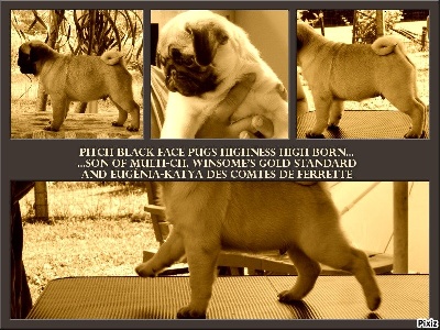 Pitch Black Face Pugs - Notre nouvelle STAR...!!!