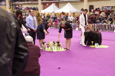 Pitch Black Face Pugs - International DOG SHOW Valence (France) .... !!!!!