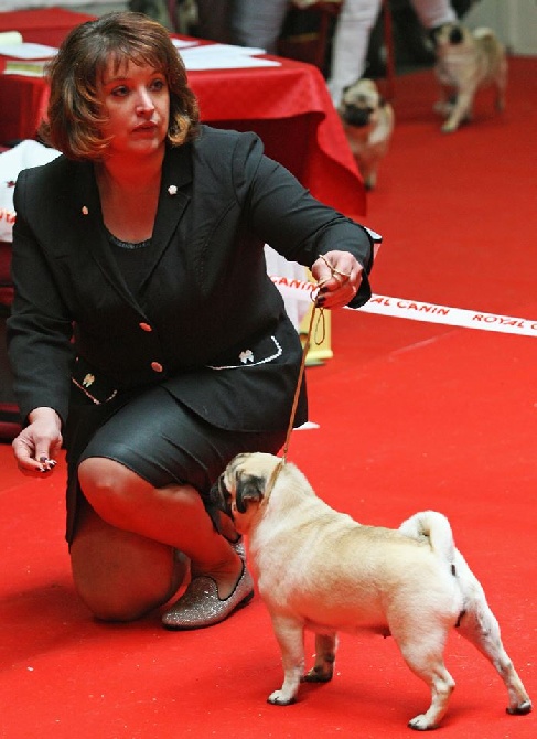 Pitch Black Face Pugs - Honorables résultats pour notre petite Cookies !!! Très fiers ...