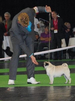 Pitch Black Face Pugs - CH. de FRANCE 2011 Paris-Villepinte : Eugénia.