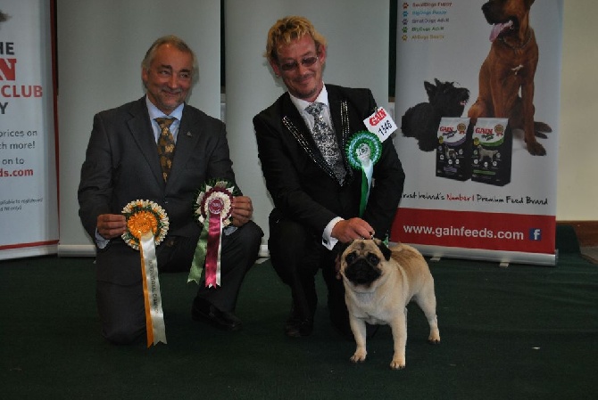 Pitch Black Face Pugs - ALL BREED INTERNATIONAL CHAMPIONSHIP DOG SHOW to DUBLIN