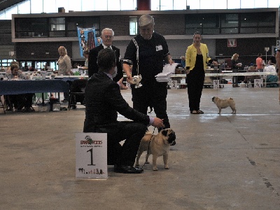 Pitch Black Face Pugs - SPECIALITY OF BREED / Inter. Dog Show Mechelen.... BEST OF BREED !!!