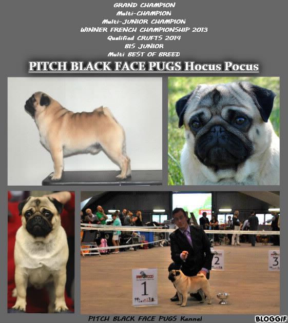 Pitch Black Face Pugs - New Title for Hocus Pocus.... LUXEMBOURG CHAMPION !!!!