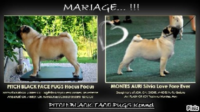 Pitch Black Face Pugs - Très PROCHAINEMENT... !!!