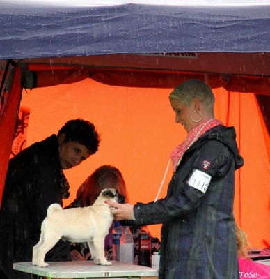 Pitch Black Face Pugs - Henry en Norvège... !!!