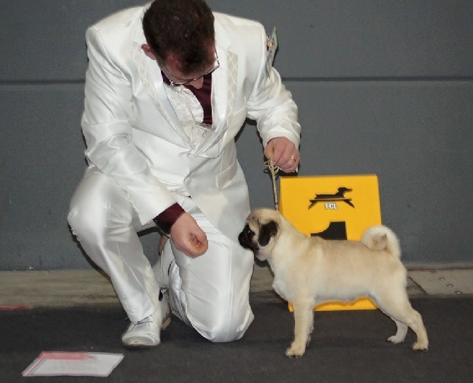 Pitch Black Face Pugs - Julius.... Merveilleux début de carrière de SHOW !!!