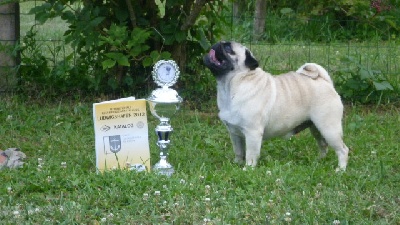 Pitch Black Face Pugs - But what a comeback  Eugénia... CH. INTERNATIONALE !!!