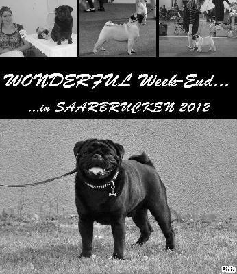 Pitch Black Face Pugs - Rassehunde-Ausstellung SAÄRBRUCKEN 2012.