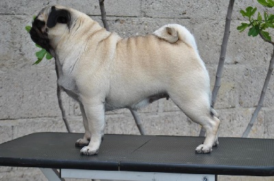 Pitch Black Face Pugs - Eugénia est toujours là.....