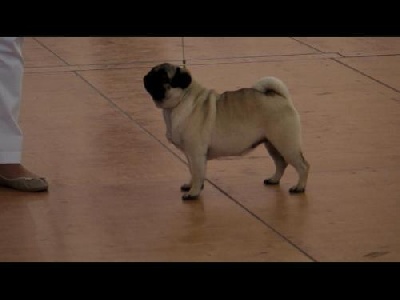 Pitch Black Face Pugs - Expo de Mâcon.... Eugénia a encore prouvé toutes ses qualités !!!