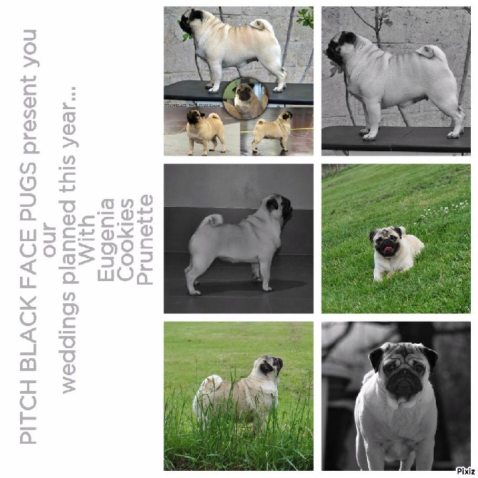 Pitch Black Face Pugs - MARIAGES 2015... 