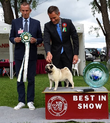 Pitch Black Face Pugs - SUPREME BEST IN SHOW for HENRY .... !!! WAOoo... WAOoo...