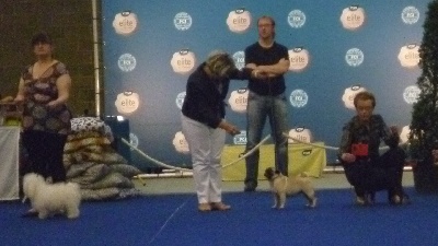 Pitch Black Face Pugs - Oura, Oura, Oura......... !!! Expo Internationale de MECHELEN