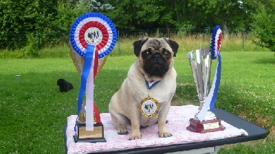 Pitch Black Face Pugs - Silvia au CH. de France... BOB JUNIOR - 3 ème BIS (9ème Groupe) !!!