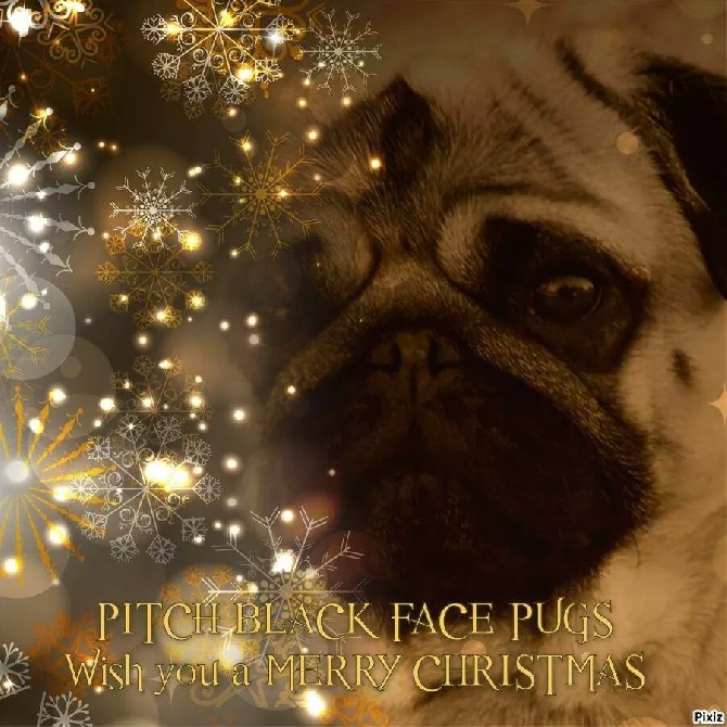 Pitch Black Face Pugs - Joyeux Noël... MERRY CHRISTMAS...