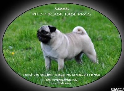 Pitch Black Face Pugs - Gros Clin d'oeil à notre Eugénia.... !!!!