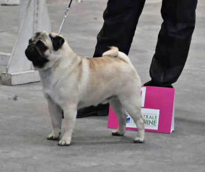 Pitch Black Face Pugs - A STUNNING PUG.... Hocus Pocus !!!!