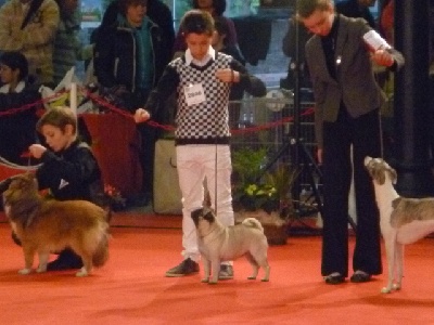 Pitch Black Face Pugs - PARIS DOG SHOW 2011