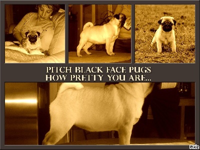 Pitch Black Face Pugs - 