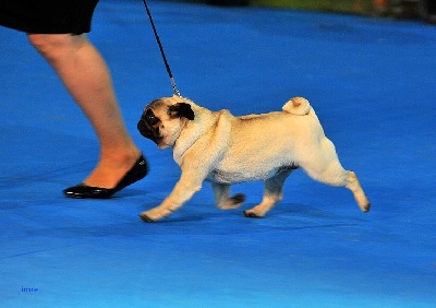 Pitch Black Face Pugs - Merveilleux souvenir du CH. de France 2012 - Metz !!!