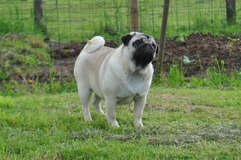 Pitch Black Face Pugs Hobsy tobsy 2