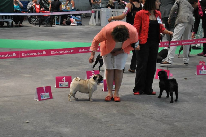 Pitch Black Face Pugs Hobsy tobsy 2