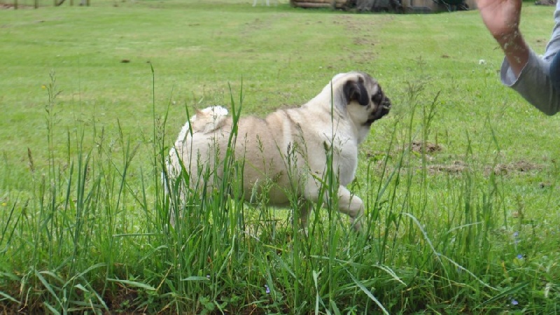 Pitch Black Face Pugs Hobsy tobsy 2