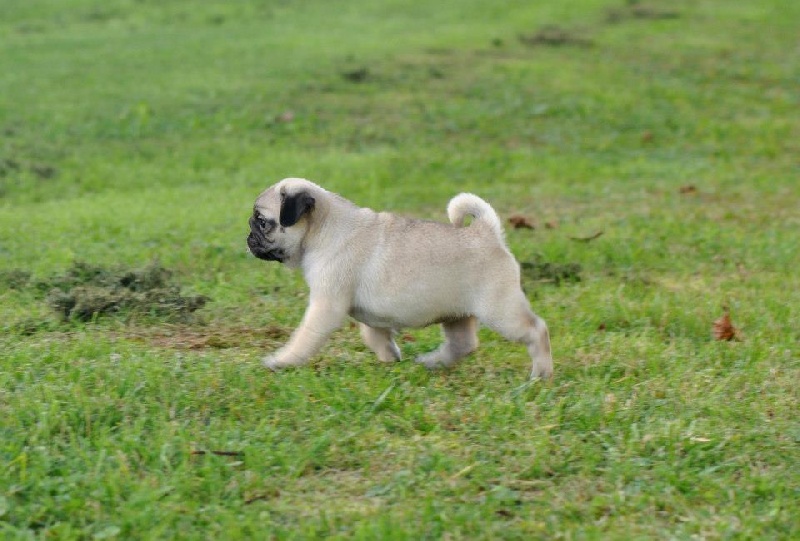 Pitch Black Face Pugs Hobsy tobsy 2