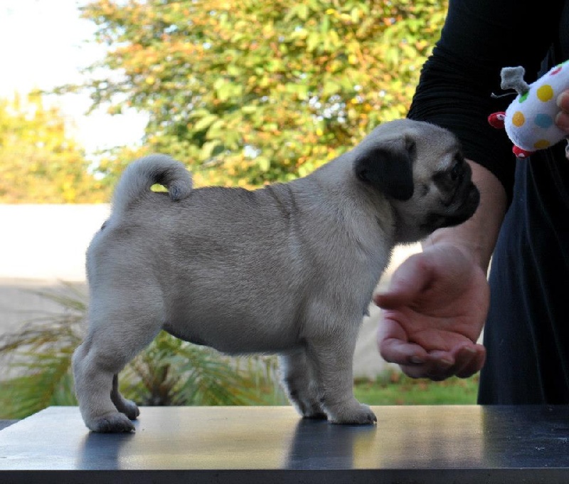 Pitch Black Face Pugs Hobsy tobsy 2