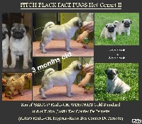 PITCH BLACK FACE PUGS Hot Comet II