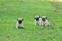 PITCH BLACK FACE PUGS How Pretty You Are