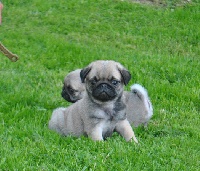 PITCH BLACK FACE PUGS Haute Couture dit  