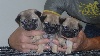 PITCH BLACK FACE PUGS How Pretty You Are