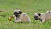 PITCH BLACK FACE PUGS Hisca Heaven Gift