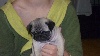 PITCH BLACK FACE PUGS Galitzine Princess