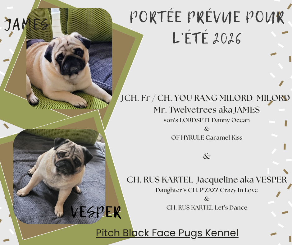 Portée prévue pour l'été 2026 - James & Vesper