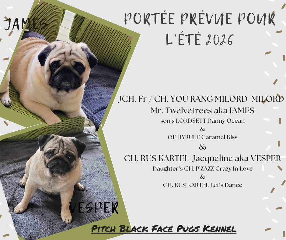 Portée prévue pour l'été 2026 - James & Vesper