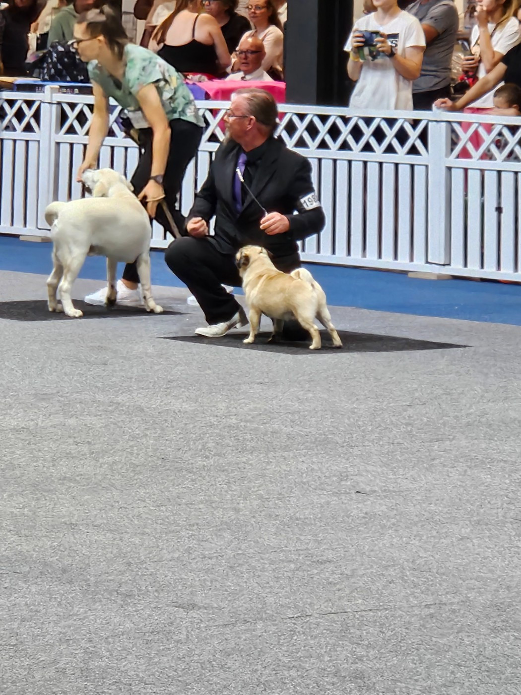 118th International Dog Show Luxembourg - BEST IN SHOW PUPPY #3.... RUS KARTEL ROLEX !!!