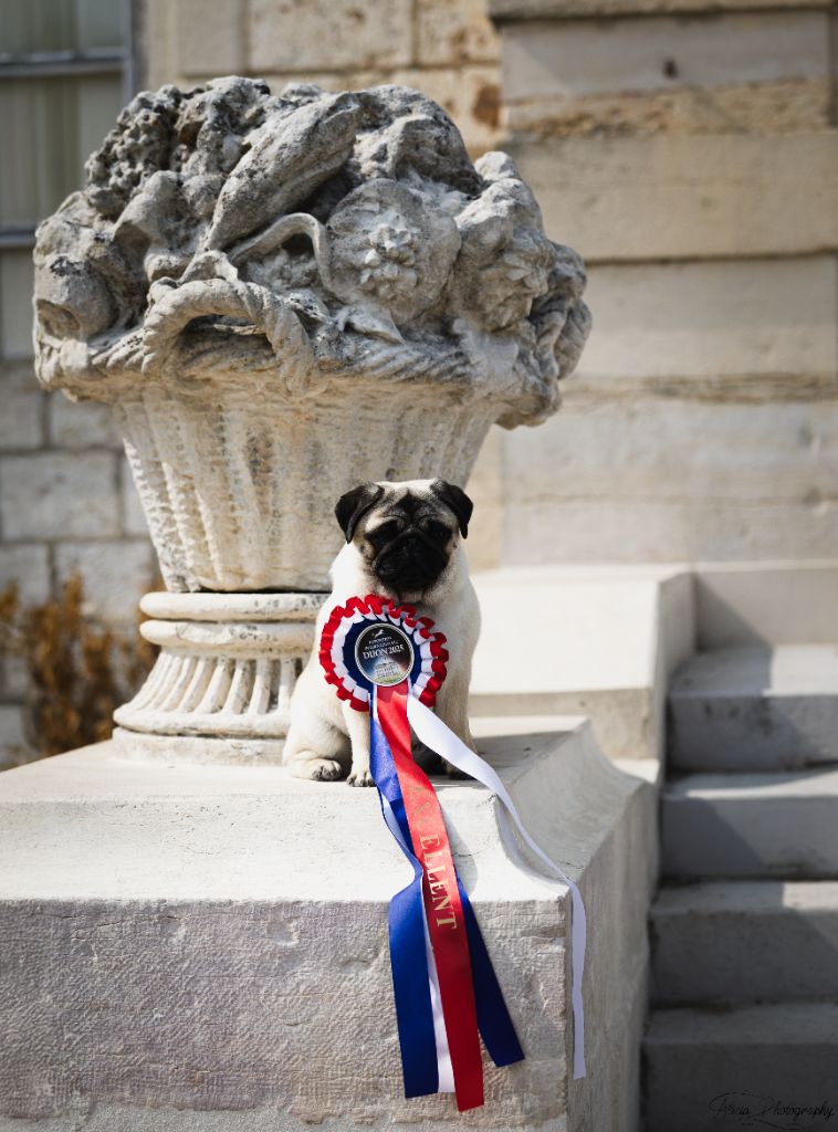 Pitch Black Face Pugs - "Rozita" RUS KARTEL Kendy Rose devient JEUNE CHAMPIONNE DE FRANCE