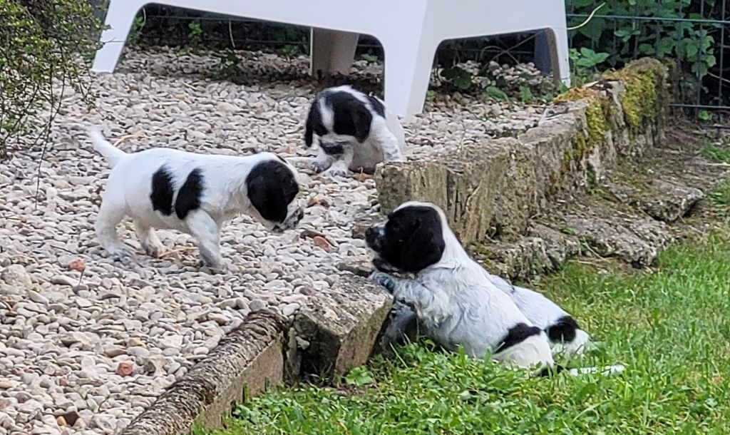 Pitch Black Face Pugs - Les bébés de Paquito & Tweetie ont 5 semaines... nés le 13 mai.