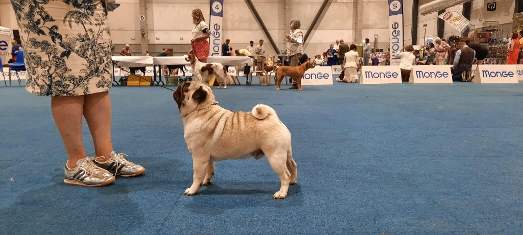 Notre week-end en Belgique - GOLDEN GOLD TROPHY Liège 2025