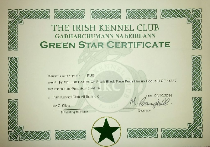 Pitch Black Face Pugs - It's OFFICIAL... HOCUS POCUS is now IRISH CHAMPION !!!