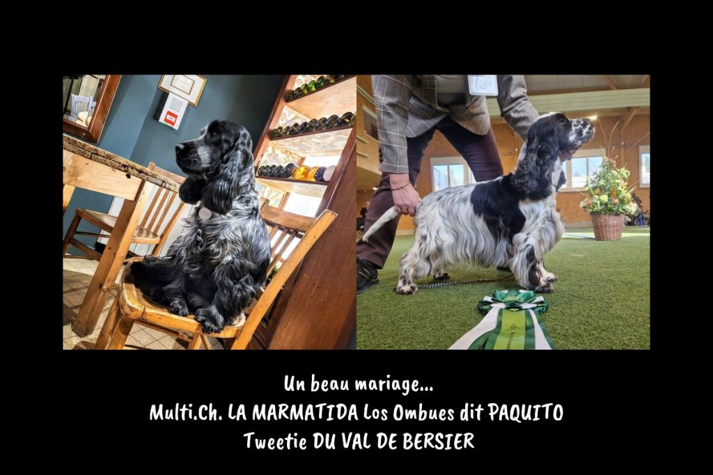 Pitch Black Face Pugs - Des bébés attendus autour du 12 mai 2025.