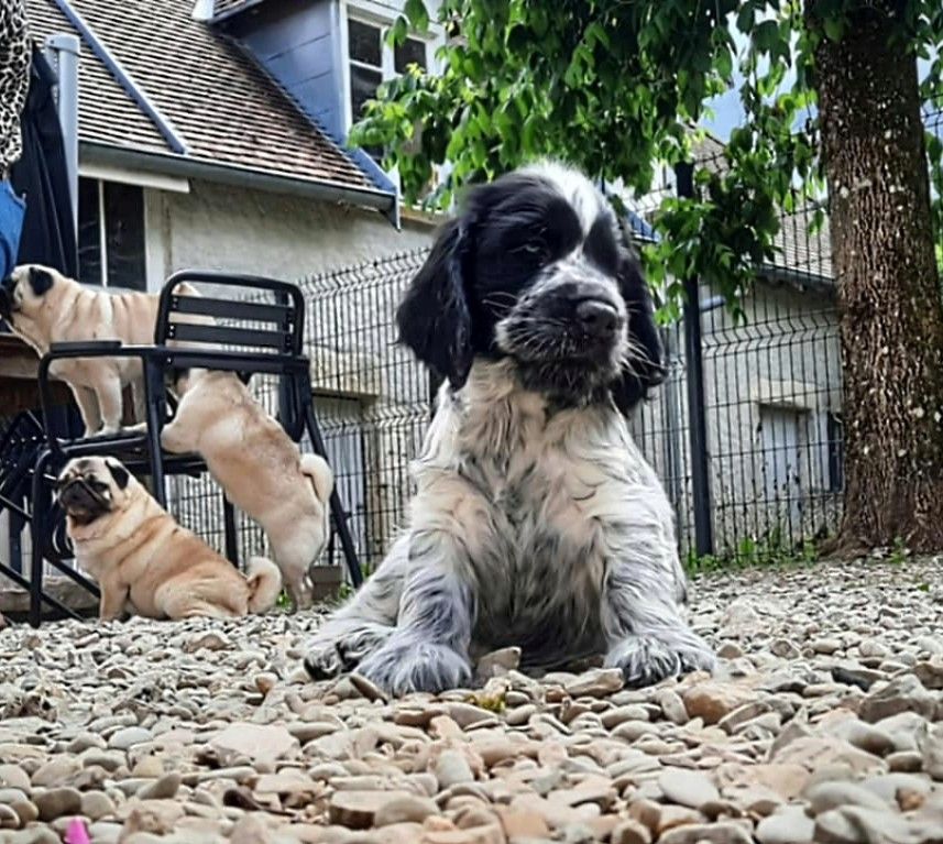 Pitch Black Face Pugs - Chiots disponibles - Cocker Spaniel Anglais