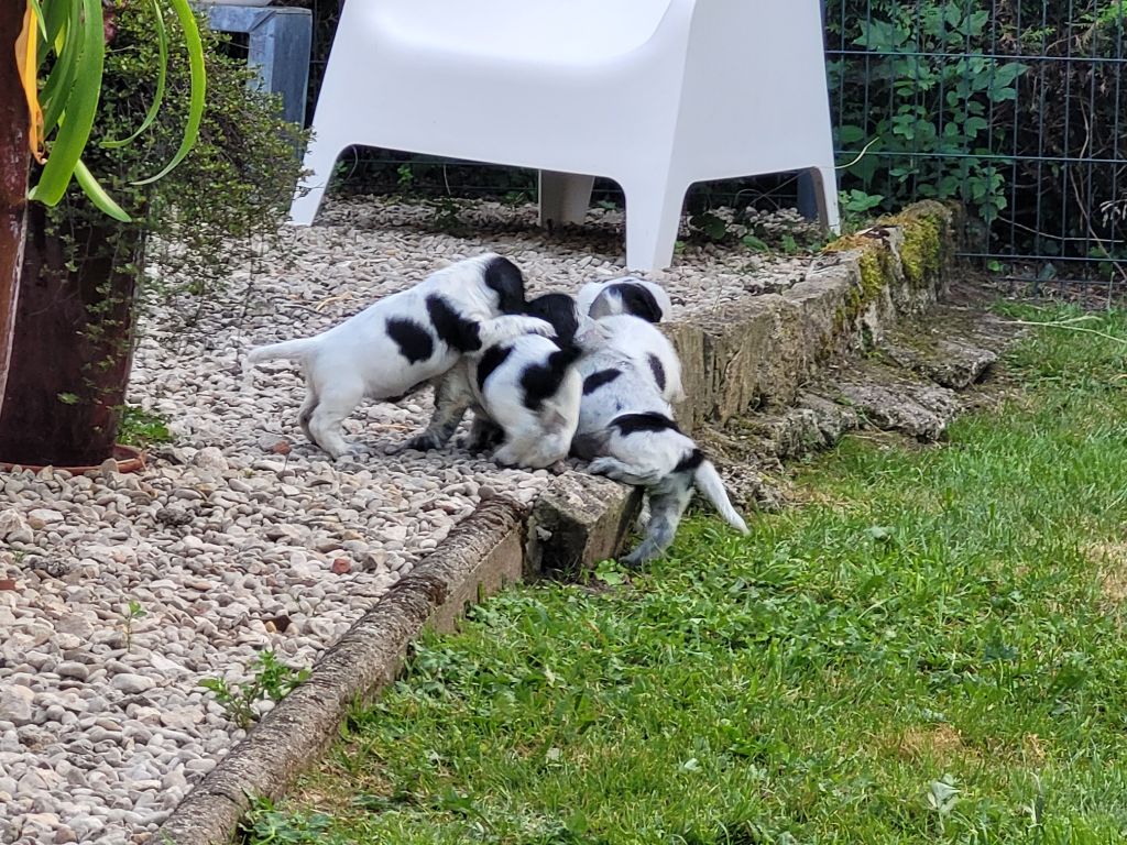Pitch Black Face Pugs - Chiots disponibles - Cocker Spaniel Anglais