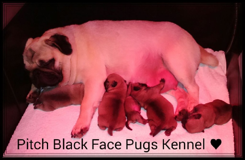 Chiot Carlin Pitch Black Face Pugs