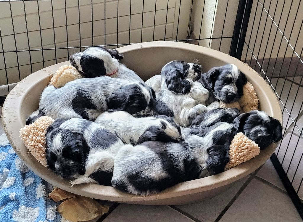 Chiot Cocker Spaniel Anglais Pitch Black Face Pugs
