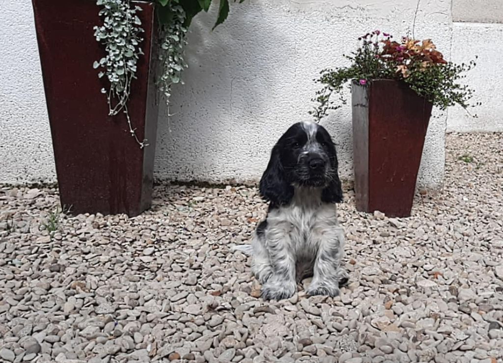 Pitch Black Face Pugs - Chiots disponibles - Cocker Spaniel Anglais