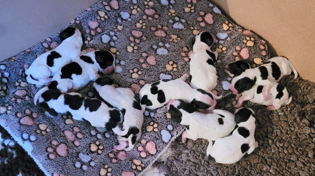 Pitch Black Face Pugs - Chiots disponibles - Cocker Spaniel Anglais
